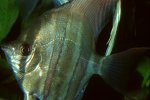 Pterophyllum altum - 